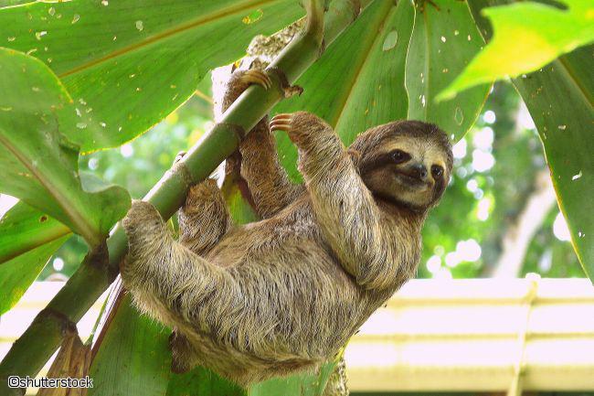 Paresseux suspendu à un arbre dans la forêt au Costa Rica